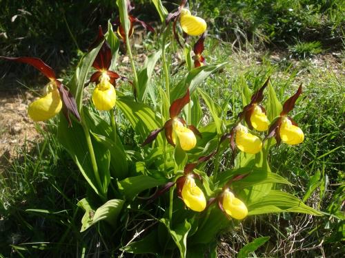 Ladys Slipper orchid – Cypripedium calceolus